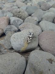 Hypercompe andromela