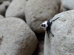 Hypercompe andromela