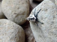 Hypercompe andromela