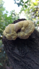 Laetiporus