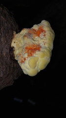 Laetiporus