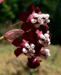 Asclepias cordifolia