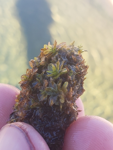 Image of Wideleaf Crumia Moss by no rights reserved