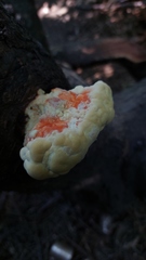 Laetiporus
