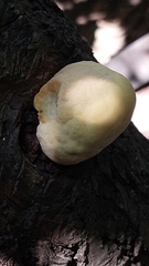Laetiporus
