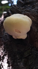 Laetiporus