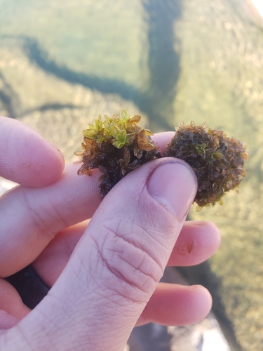 Image of Wideleaf Crumia Moss by no rights reserved