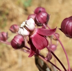 Asclepias cordifolia