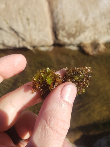 Image of Wideleaf Crumia Moss by no rights reserved