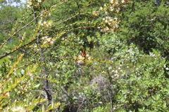 Metrosideros stipularis