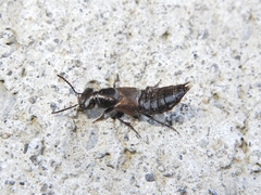Philonthus politus