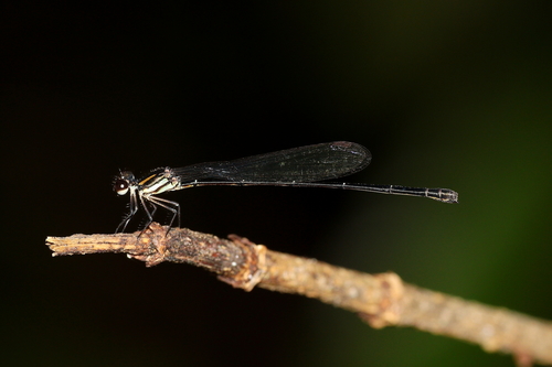 Green-blue Threadtail photo 3
