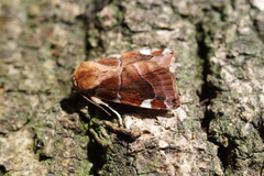 Cosmia diffinis