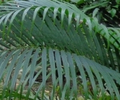 Dypsis lutescens