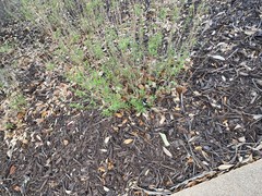 Phyllanthus polygonoides