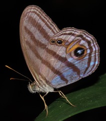 Chloreuptychia chlorimene