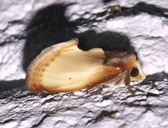 Gonodonta primulina