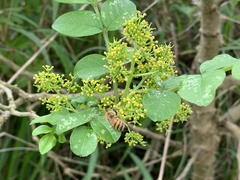Zanthoxylum simulans