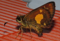 Dalla cypselus