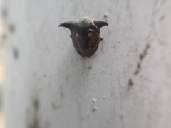 Alcimocoris japonensis