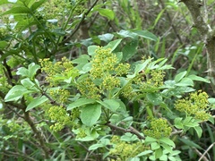 Zanthoxylum simulans