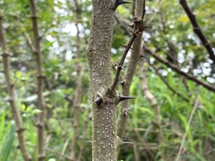 Zanthoxylum simulans