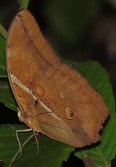 Eryphanis gerhardi