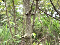 Zanthoxylum simulans