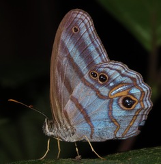 Chloreuptychia chlorimene