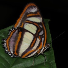 Metamorpha elissa