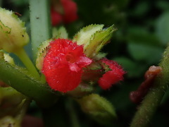 Drymonia teuscheri