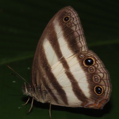 Pareuptychia hesionides