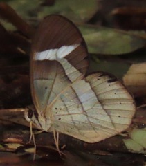 Pierella hortona