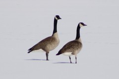 Branta canadensis moffitti