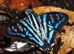 Tarsoctenus papias