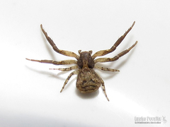 Misumenoides athleticus