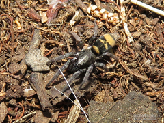 Latonigena auricomis
