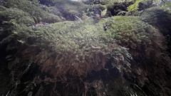 Lepicolea