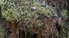 Lepicolea
