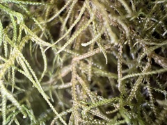 Lepicolea