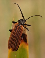 Diatrichalus kershawi