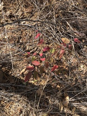 Astronium graveolens