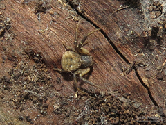 Misumenoides athleticus