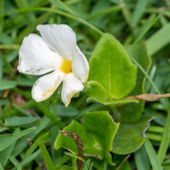 Thunbergia atriplicifolia