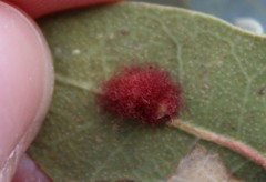 Neuroterus aliceae