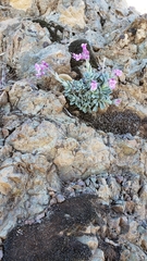 Boechera breweri breweri