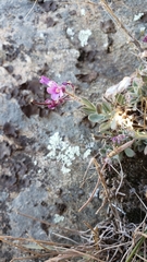 Boechera breweri breweri