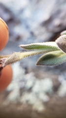 Boechera breweri breweri