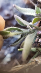 Boechera breweri breweri