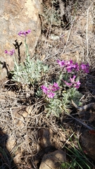 Boechera breweri breweri